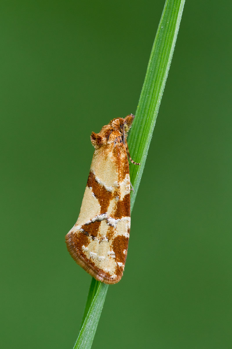 farfallina da identificare - Aethes hartmanniana